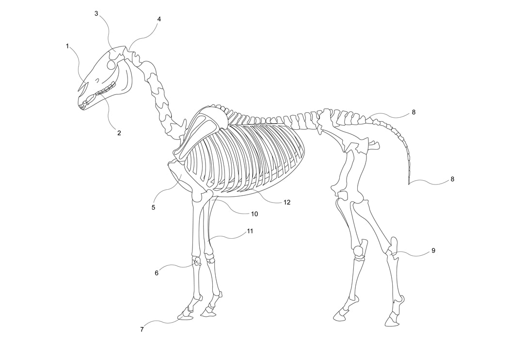 Skelton Patent Drawing